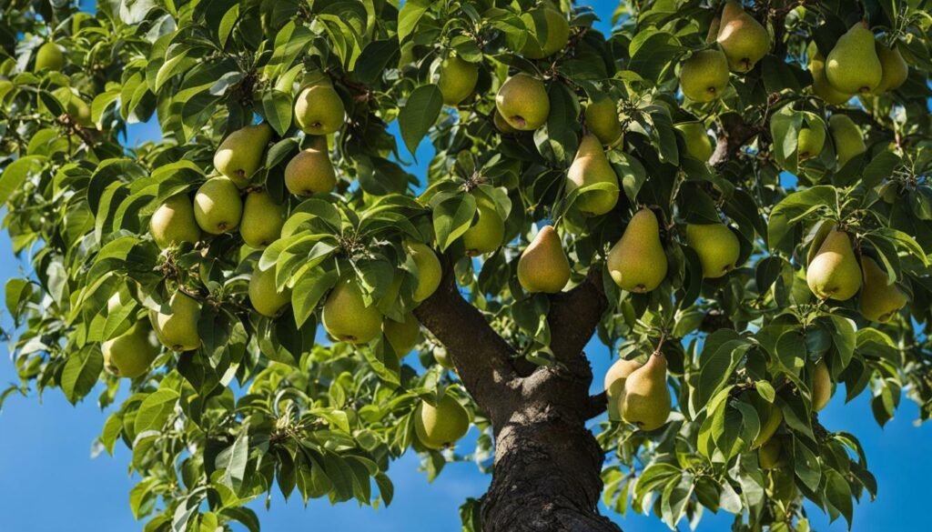 Árbol de pera