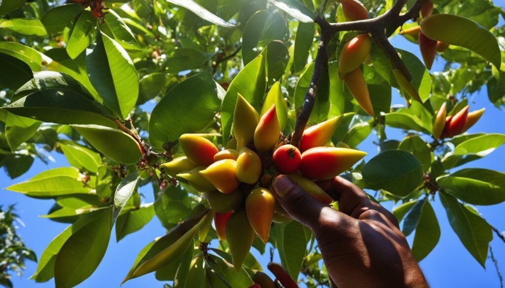 cultivo de carambolas