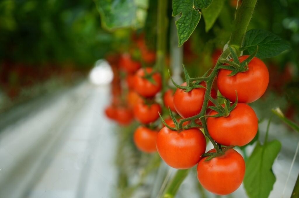 Tomate Hidropónico