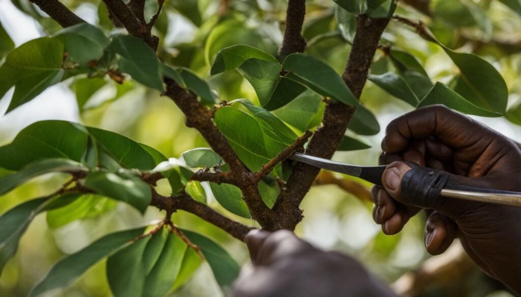 técnicas de cultivo del chirimoyo