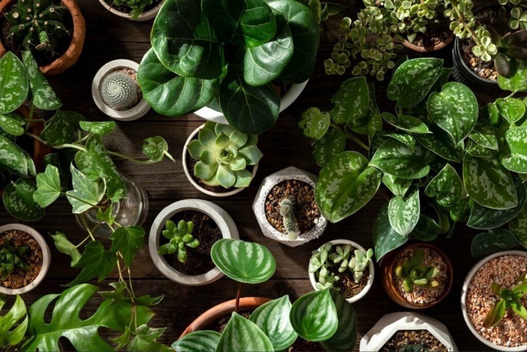 plantas